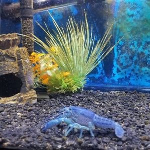 Meet your Posher, Yolanda